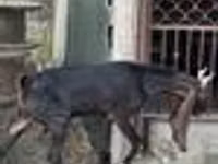 Koza, Kamori goats — foto 8