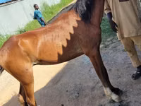 马匹（批次，未指定性别）, Horses — 照片 7