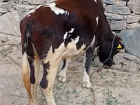 Cow, Russian Black pied cattle — photo 2