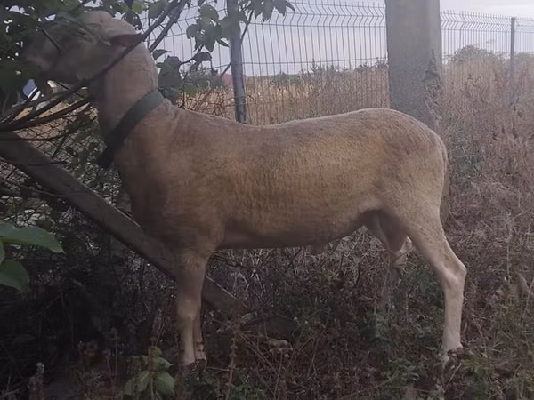 Ram, Sheep — Moldova