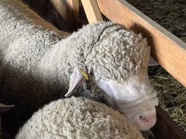 قوچ, Ile-de-France sheep