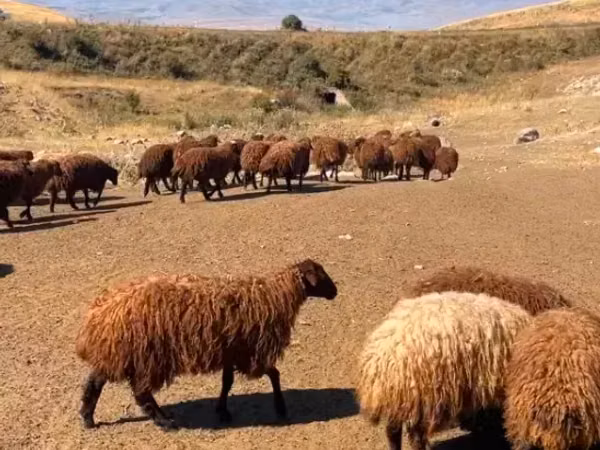 Sheep, Sheep — Armenia