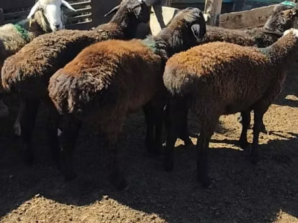 Ram, Sheep — Kazakhstan