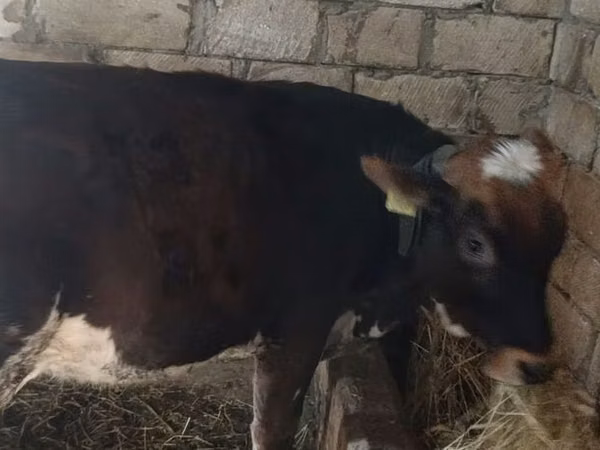 Mucca, Russian Black pied cattle — Azerbaigian