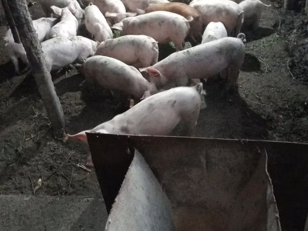 Boar, Pigs — Moldova