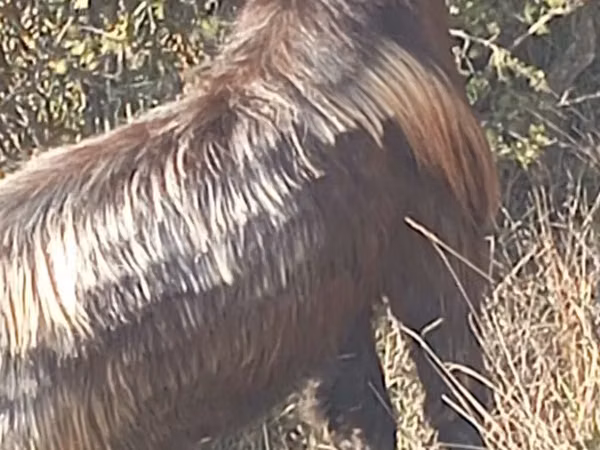 Billy Goat, Goats — Azerbaijan