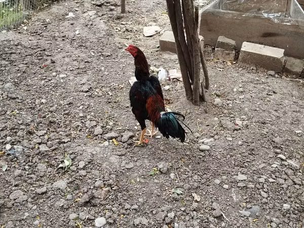 Chickens — Ázerbájdžán