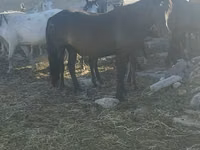 Kuda betina, Horses — foto 1