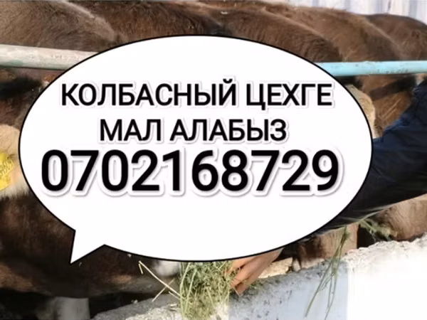 Bull, Cattle — Kyrgyzstan