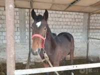 اسب نر, Kyrgyz Horse — عکس 2