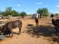 Mare, Horses — photo 5