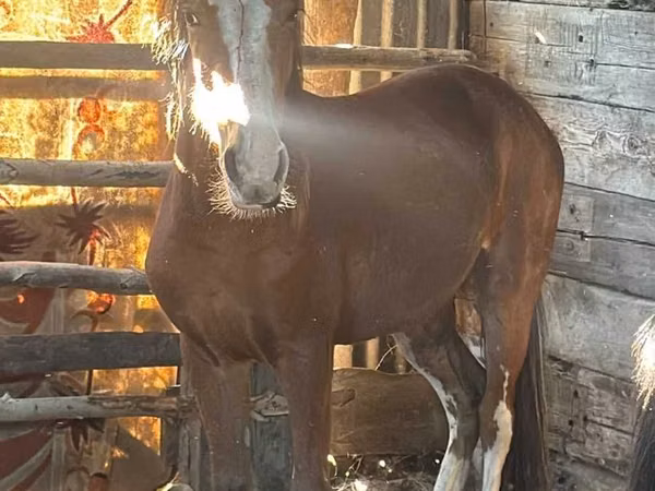 Horse (M), Horses — Kazakhstan