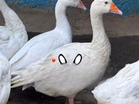 Geese — foto 4