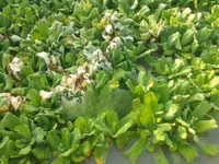 Apex Water Letuce, for Catfish , Pigs, Ducks, Ponds Abs Aquariums — 2. fotó