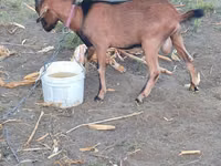 ወንድ ፍየል, Goats — ፎቶ 1