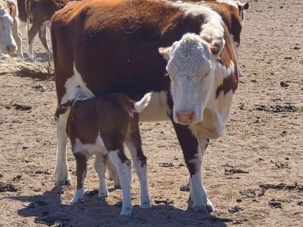 Sapi, Latvian Blue cattle