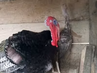 Turkeys — ছবি 3