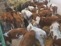 گاو نر, Simmental cattle — عکس 3