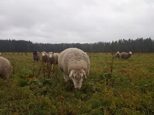 Ram, Sheep — Russia