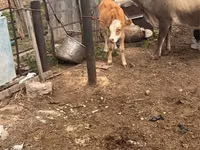 Cow, Cattle — photo 1