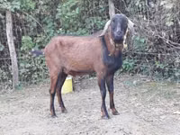 Billy Goat, Nubian Goat — photo 3