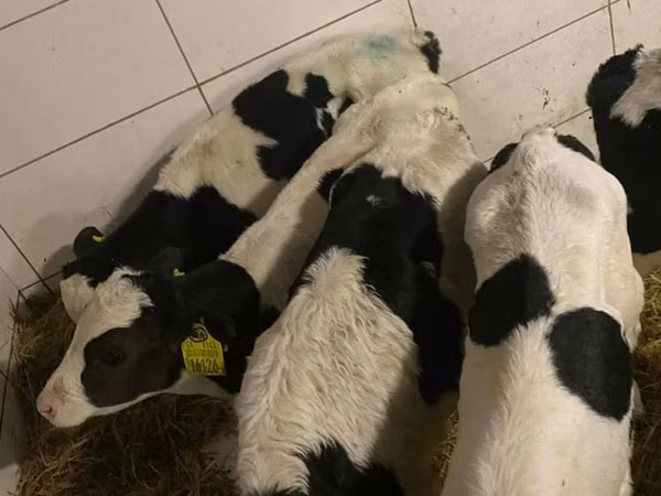 گاو نر, Russian Black pied cattle