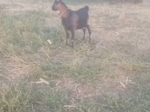 Billy Goat, Goats