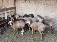 Sheep, Sheep — photo 3
