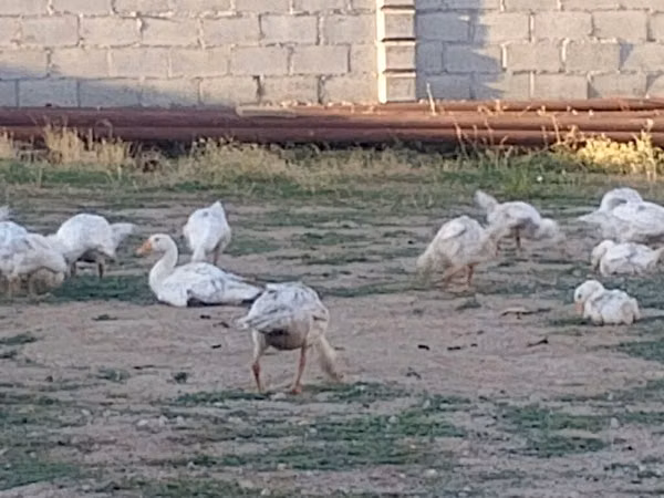 Geese — Kyrgyzstan