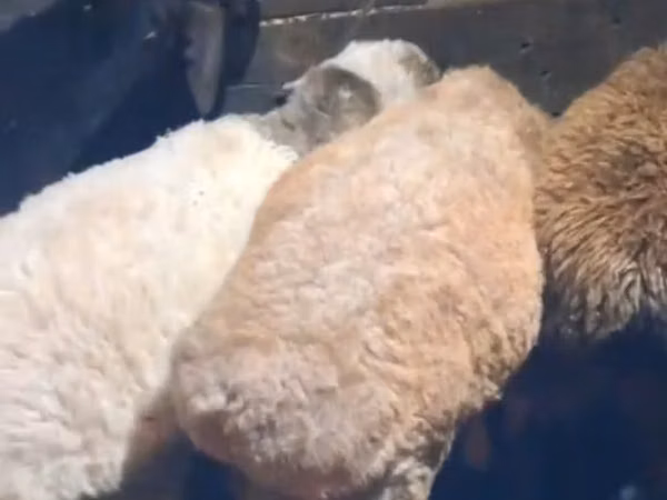 Kambing jantan, Sheep — Kazakhstan