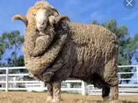 Kambing jantan, Sheep — foto 1