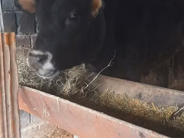 Bull, Cattle — Uzbekistan