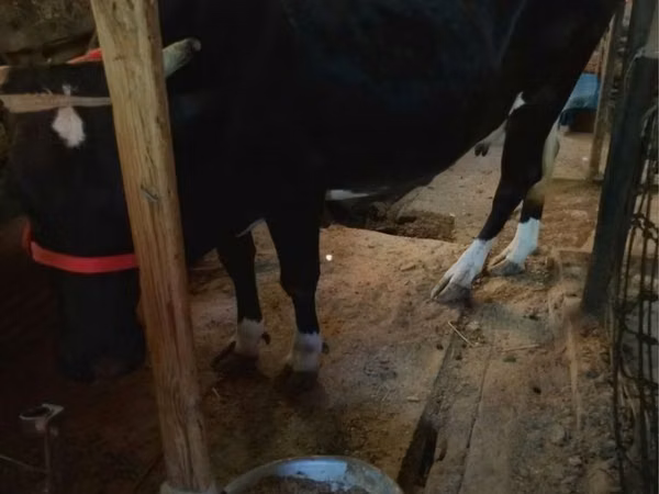 Cow, Russian Black pied cattle — Uzbekistan