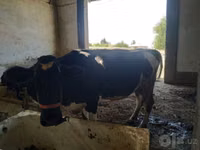 Cow, Russian Black pied cattle — photo 5