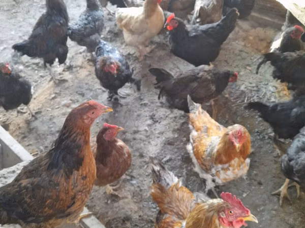 Chickens — Kyrgyzstan