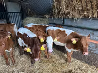 Bydło (partia, płeć nieokreślona), Simmental cattle — zdjęcie 7