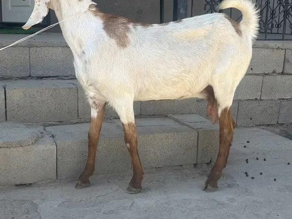 Goat, Beetal goats — Kazakhstan