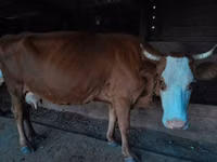 母牛, Cattle — 照片 5