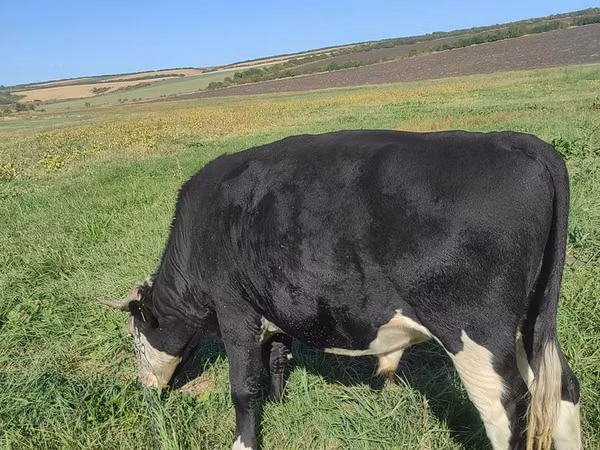 Bull, Russian Black pied cattle — Moldova