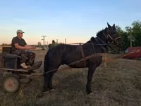At, Nonius horse — foto 2