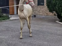 Horse (M), Akhal-Teke — photo 1