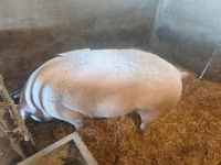 Schweine (Partie, Geschlecht nicht angegeben) — Foto 6