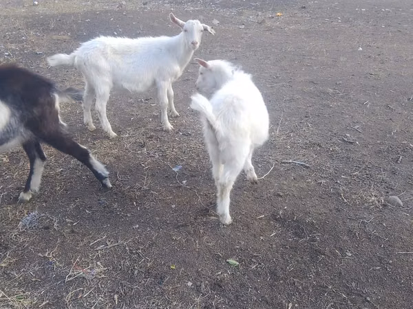 Billy Goat, Saanen goat