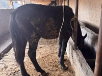 公马, Horses — 照片 4