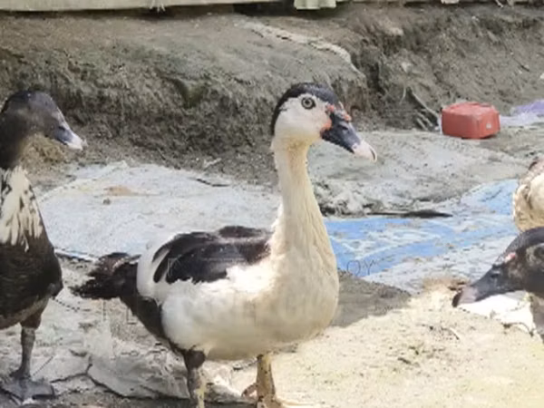 Chinese — Bangladesh