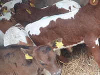 گاو نر, Simmental cattle — عکس 2