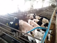 Bou, Rasa Holstein — foto 7