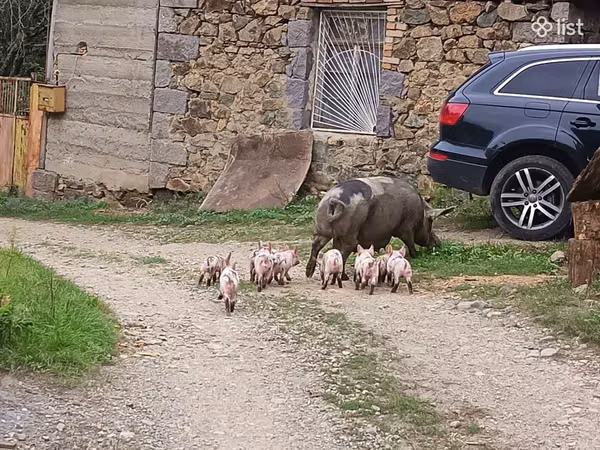 Sow, Pigs — Armenia