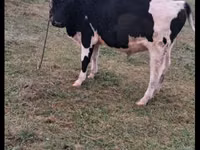 گاو نر, Russian Black pied cattle — عکس 5