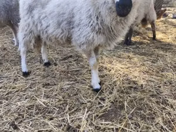 Sheep, Dorper sheep — Hungary